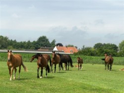 Afbeelding invoegen